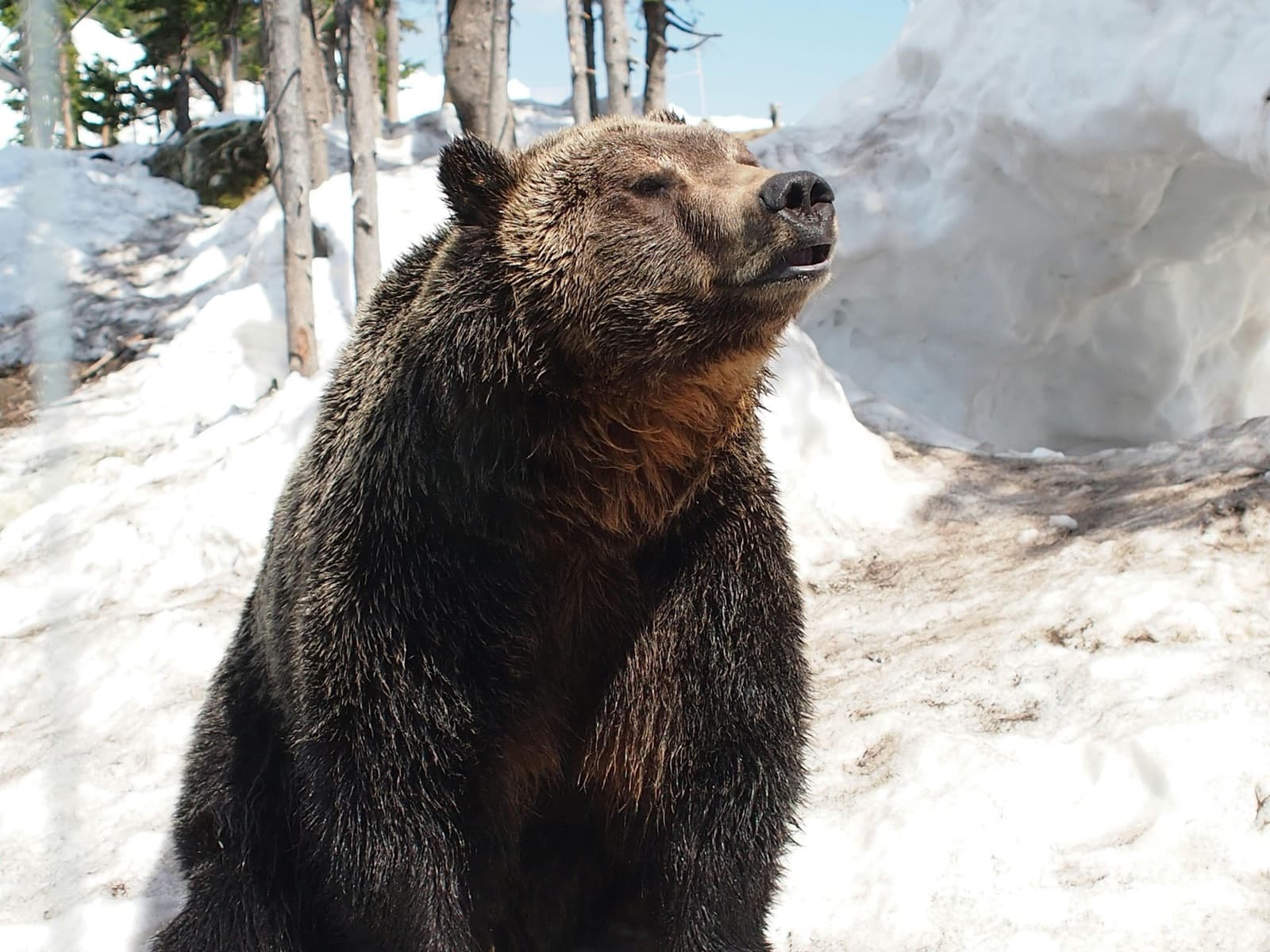 A grizzly bear sitting in the snow at the Grouse Mountain refuge