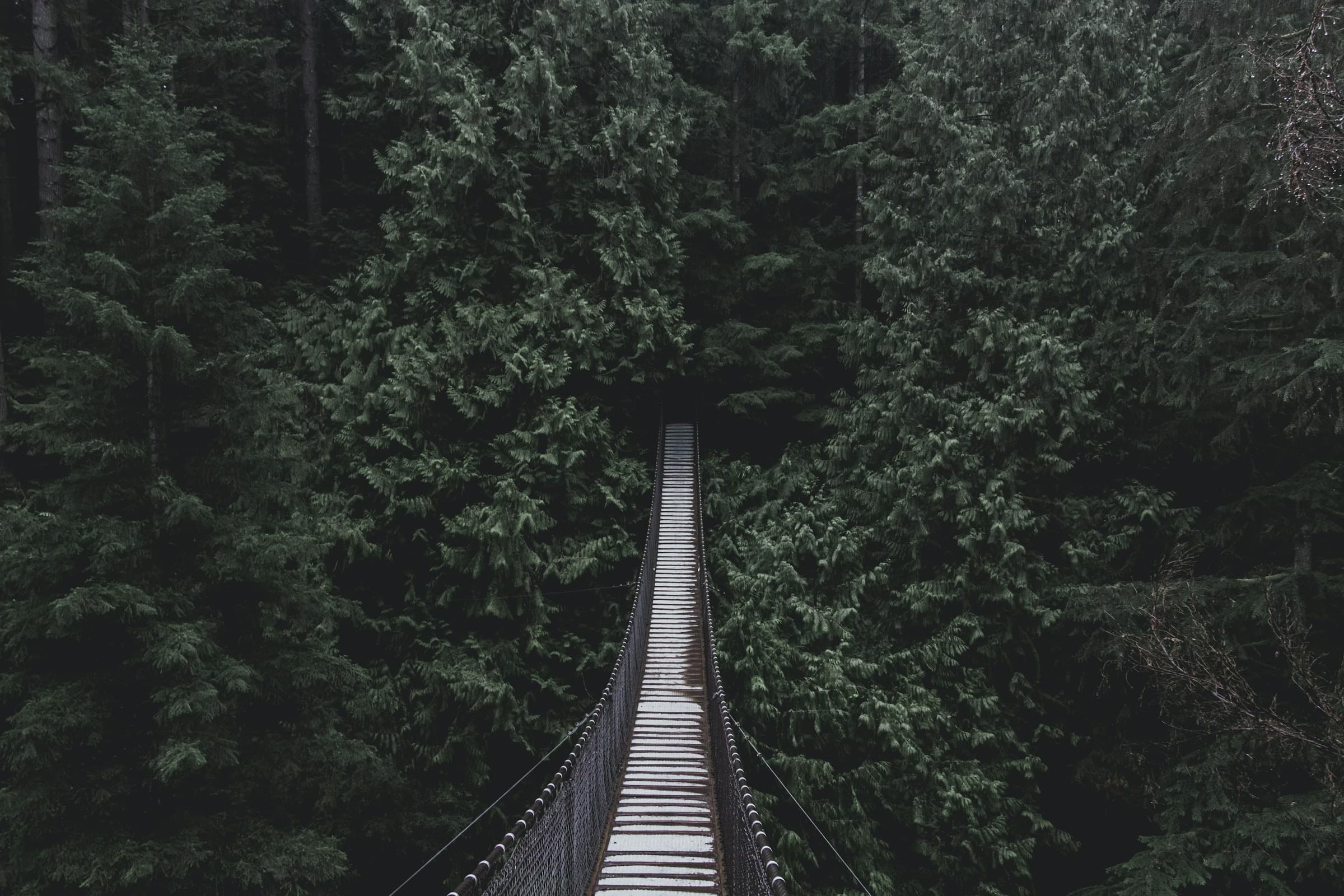 The Lynn Canyon suspension bridge crossing dark rainforest