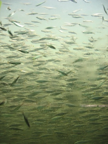 Capilano River Hatchery