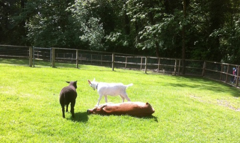 Maplewood Farm